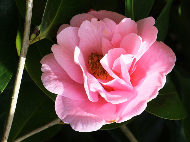 Llanover flower 